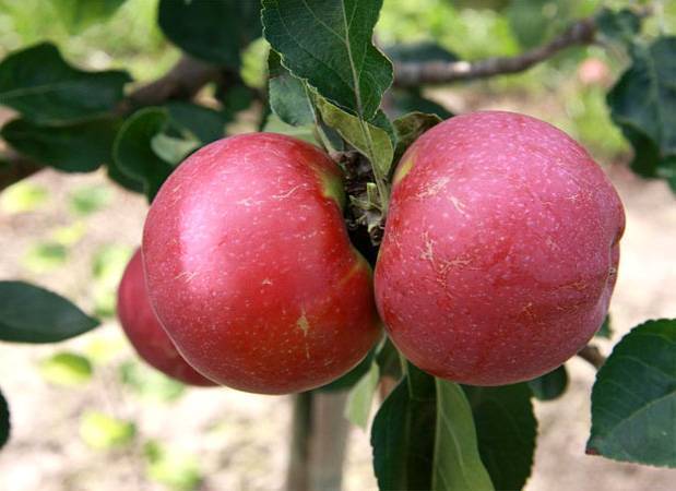 Яблоня сорта лобо – канадский сувенир