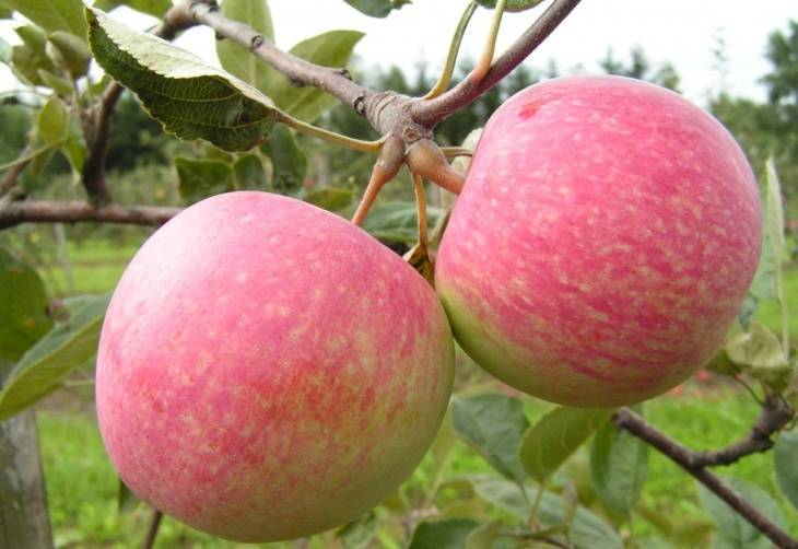 Яблоня 'боровинка' — википедия. что такое яблоня 'боровинка'