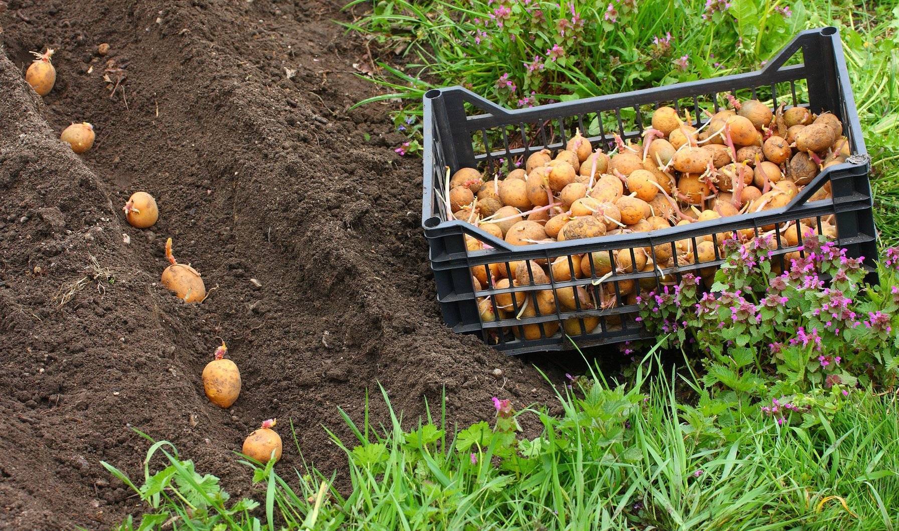 12 способов посадки картофеля: традиционные и новые