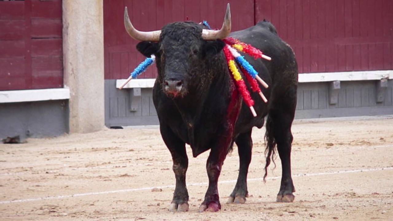 Как кастрировать быков и бычков - wikihow
