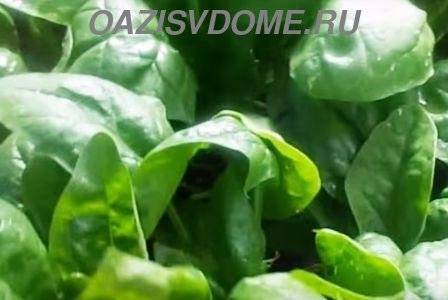 Как вырастить шпинат в открытом грунте? секреты агротехники