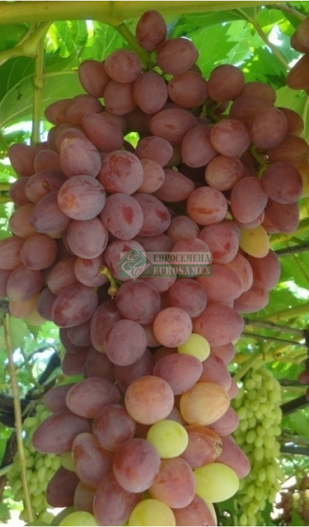 Сорт винограда кишмиш лучистый: описание, фото, отзывы.