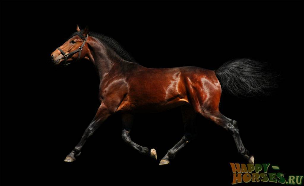 Ганноверская лошадь — википедия. что такое ганноверская лошадь