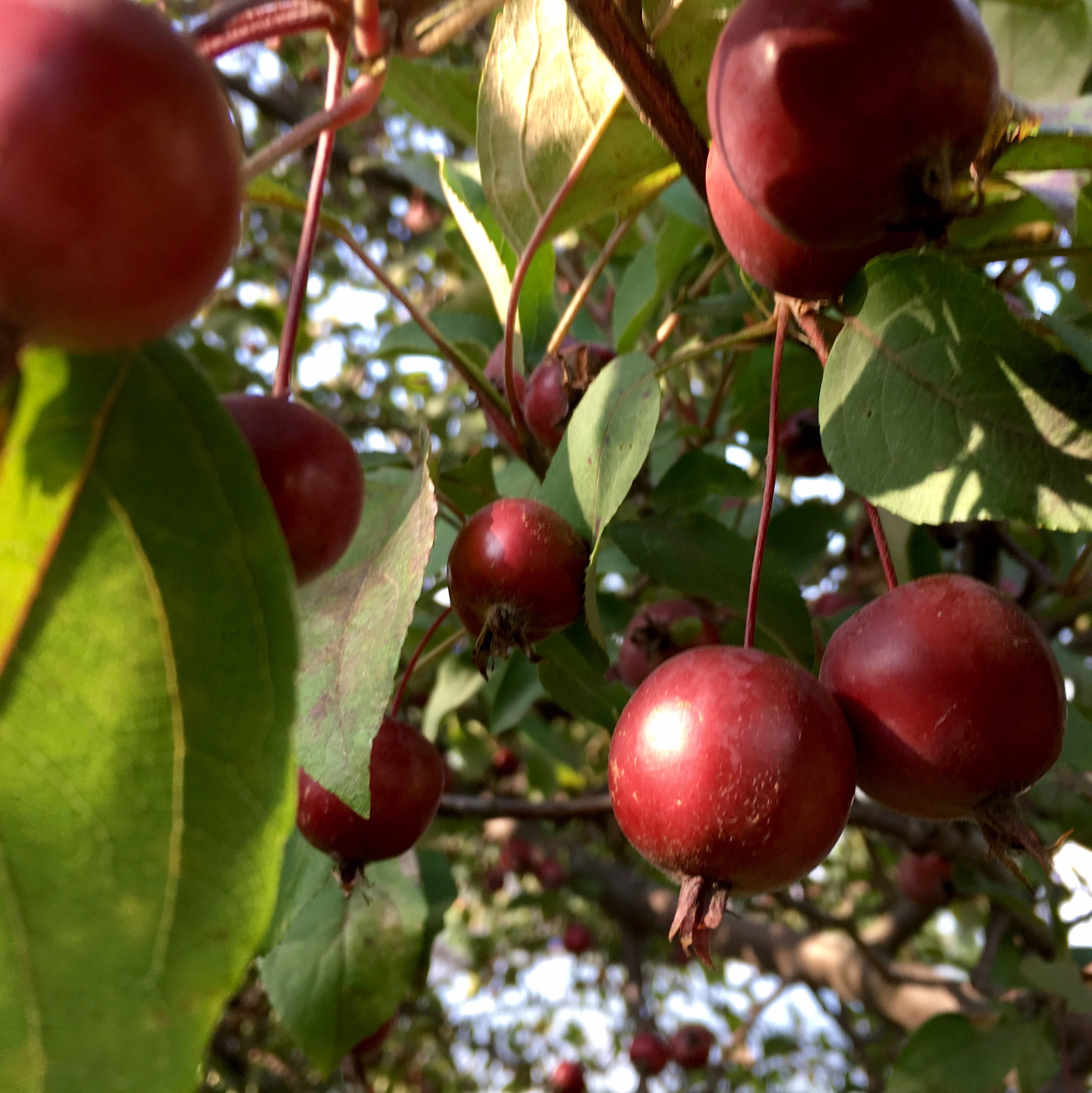 Сорт яблони малиновка – описание, фото
