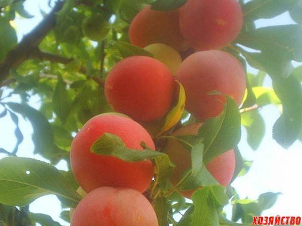 Слива персиковая: как вырастить теплолюбивую красавицу
