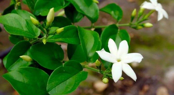 Все о растении жасмин: описание, где растет, как выглядит, запах жасмина