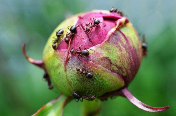 Как избавиться от муравьев на пионах?