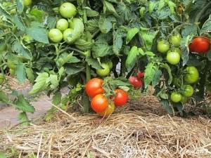Чем мульчировать помидоры в теплице