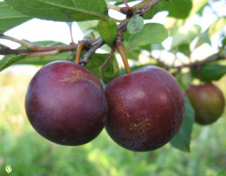 Описание гибрида сливы и вишни омская ночка, история и особенности выращивания