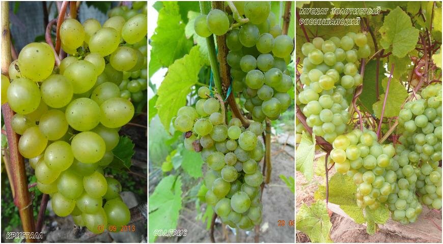 Лучшие винные сорта винограда