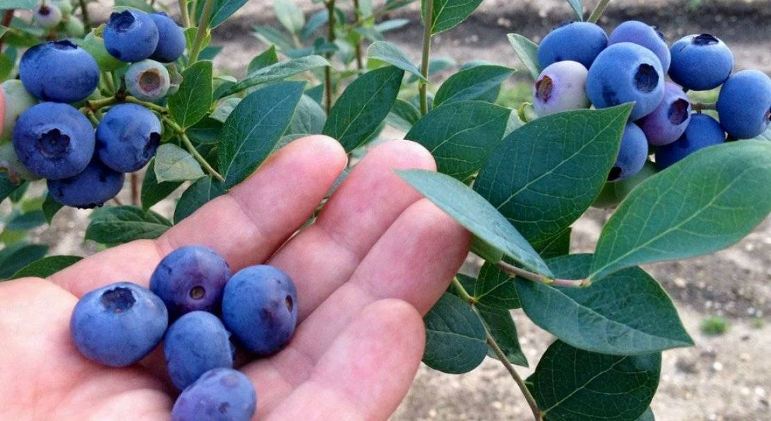 Голубика блюджей: выращиваем скороспелый сорт на садовом участке