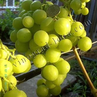 Сорт винограда "сверхранний бессемянный" - описание, особенности виноградной лозы, характеристики, происхождение, фото
