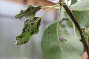 О вредителях груши: методы борьбы с вредителями на листьях, обработка