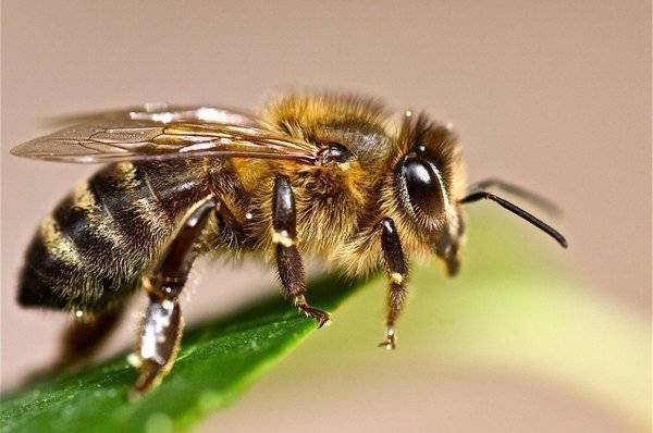 Лекарства для пчёл: список препаратов от болезней и вредителей, при роении, для дезинфекции