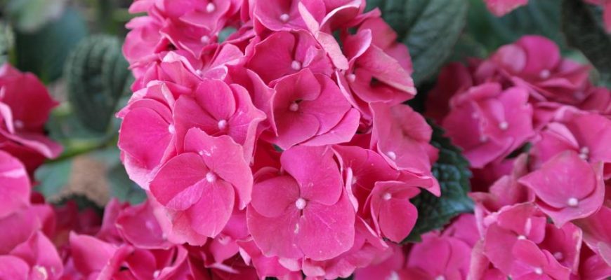 Розовая гортензия: разновидности, посадка и уход