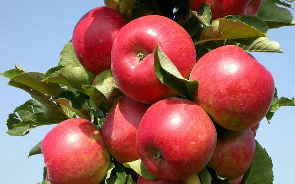 О яблоне Елена: описание сорта, характеристики, агротехника, выращивание