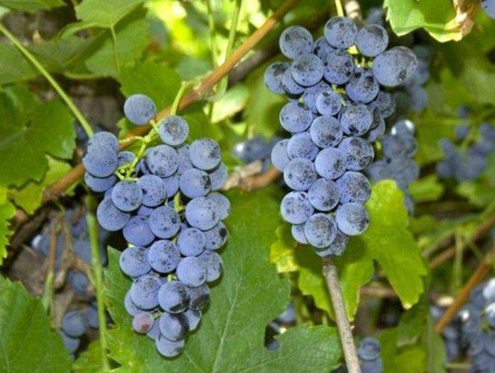 Сорт винограда фиолетовый ранний