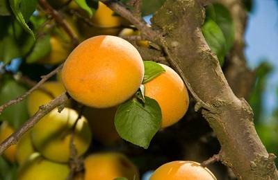 Выращивание абрикосов: посадка, уход, популярные сорта