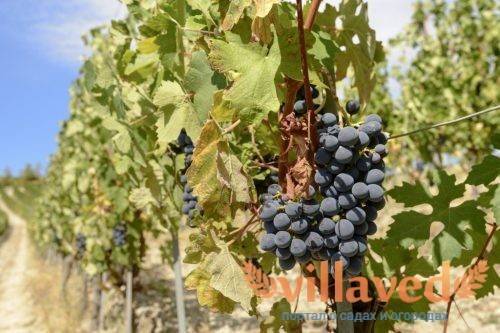 О винограде Мукузани: описание и характеристики сорта, посадка и уход