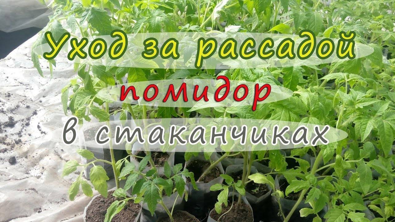 Подкормка рассады томатов в стаканчиках. Ухаживание за рассадой помидор. Рассада помидор как ухаживать. Как ухаживать за рассадой помидор.