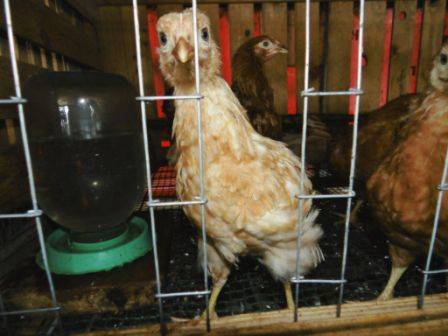 Все о кормлении цыплят-несушек с первых суток жизни