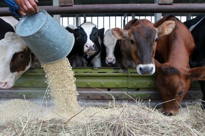 Что делать, если у коровы нет жвачки: методы лечения в домашних условиях