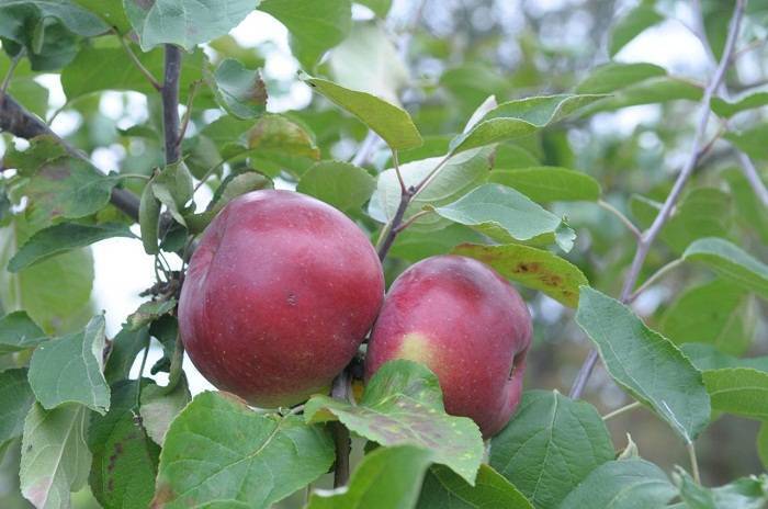 Особенности выращивания яблони сорта белорусское сладкое