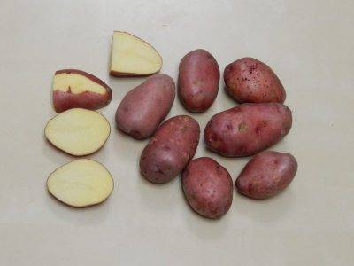 Сорт картофеля «даренка» – описание и фото