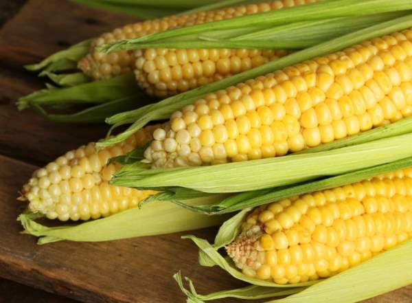 Полезные советы на тему, как замочить семена кукурузы