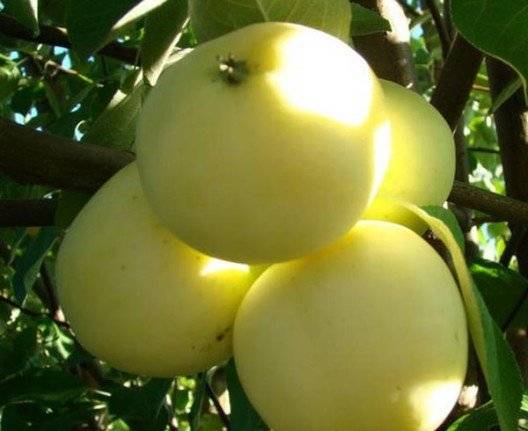 Характеристика и особенности выращивания яблони сорта коробовка