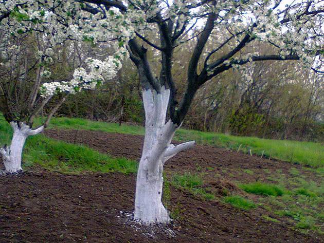 Вечные вопросы: белить или не белить деревья весной?