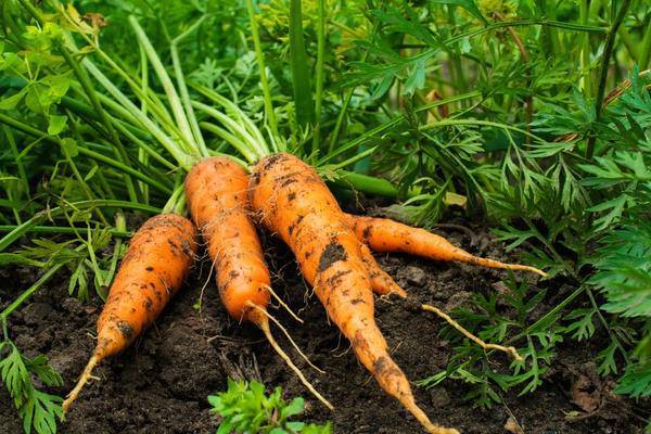 Как вырастить морковь в открытом грунте, правила выращивания на огороде