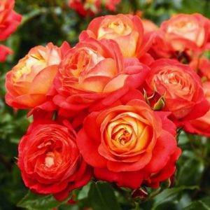 Роза в вашем саду: как сажать и ухаживать, выбор саженцев