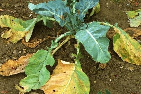 Выращивание капусты, борьба с болезнями и вредителями: 10 вопросов