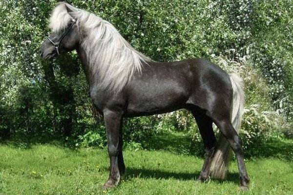 Серая масть лошадей