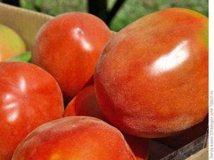 Томаты сорта персик: отзывы, фото
