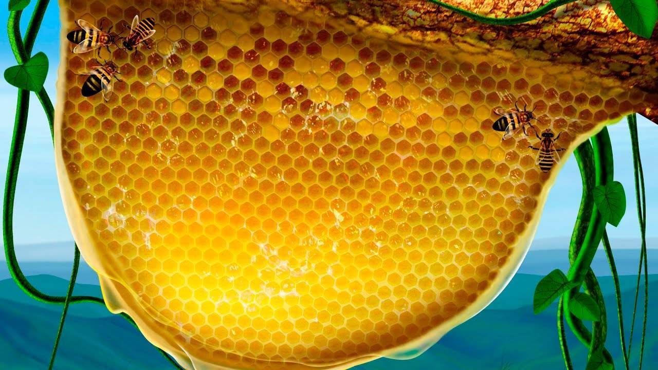 Все самое важное о том, как употреблять мед в сотах