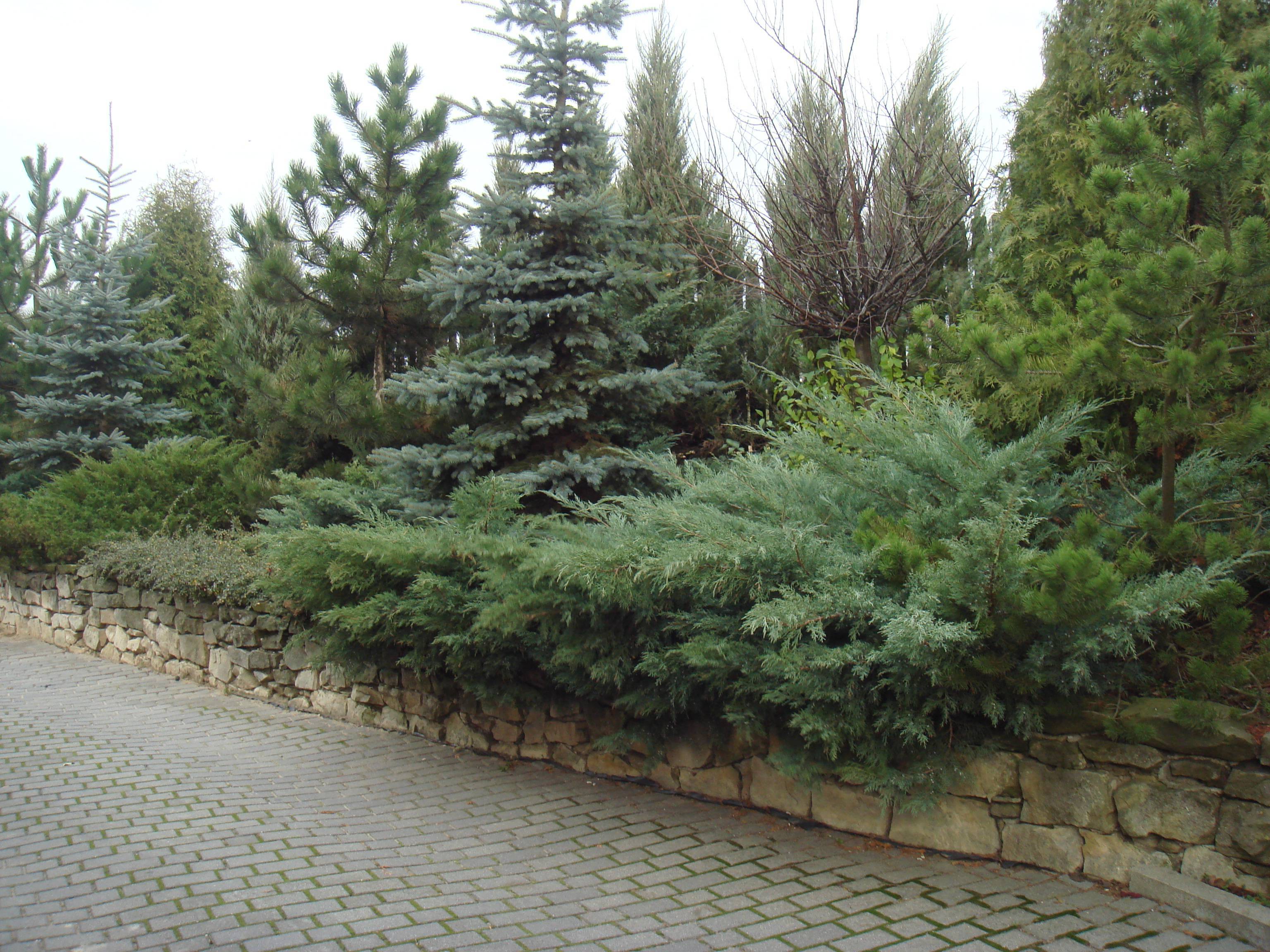 Можжевельник виргинский (juniperus virginiana)
