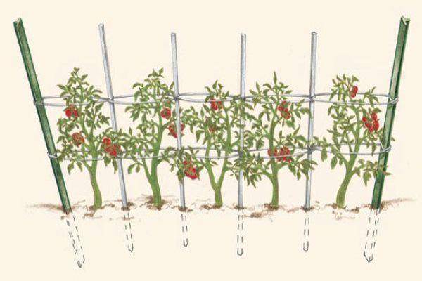 Визитная карточка любого уважающего себя огородника — опора для помидор: виды конструкций и материал