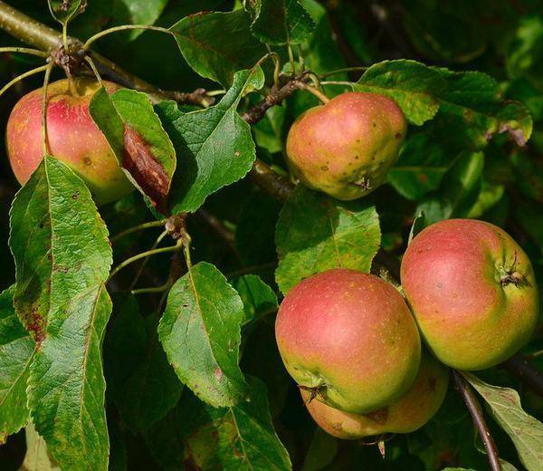 Лечение парши на яблоне – пошаговая инструкция по спасению дерева