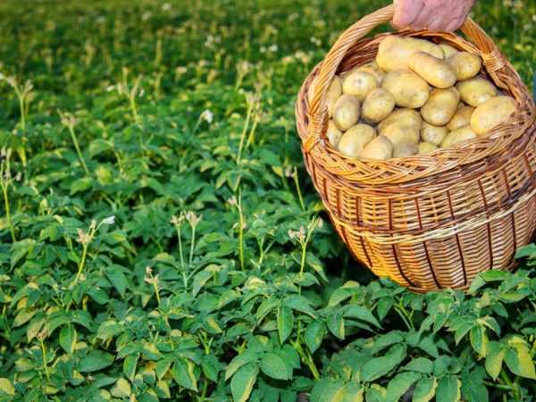 Самые благоприятные дни для посадки картофеля