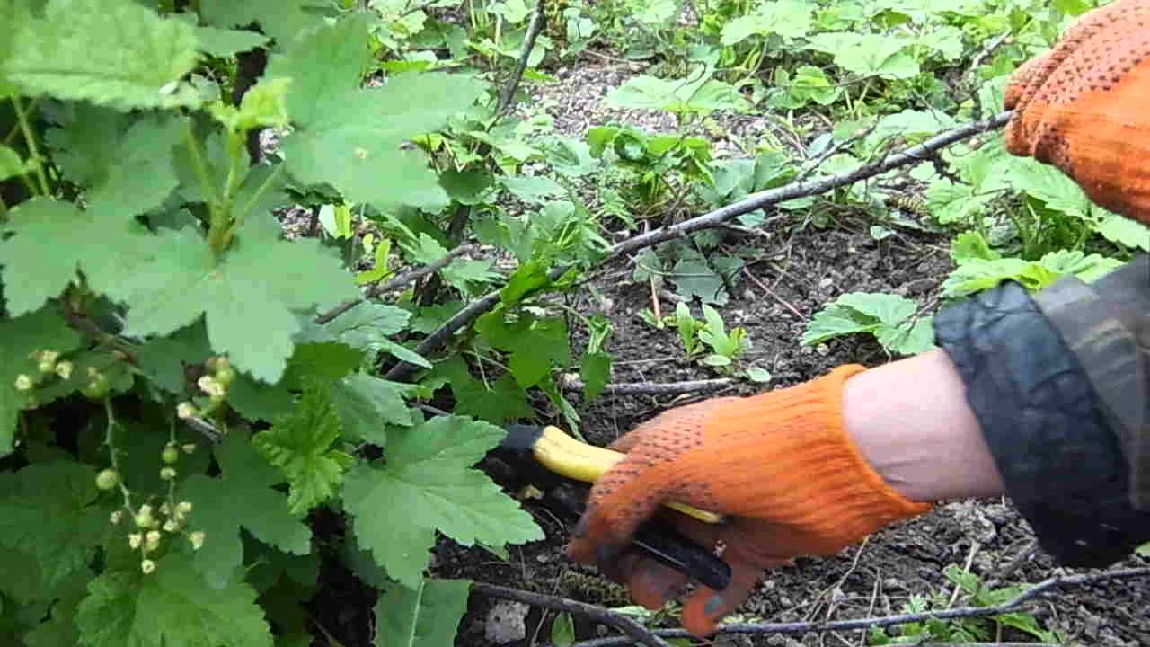 Уход за смородиной - правила ухода, секреты выращивания и этапы посадки смородинового куста (130 фото)