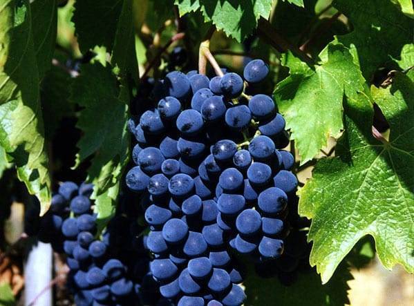 Виноград Темпранильо, описание сорта: происхождение, урожайность, вкус