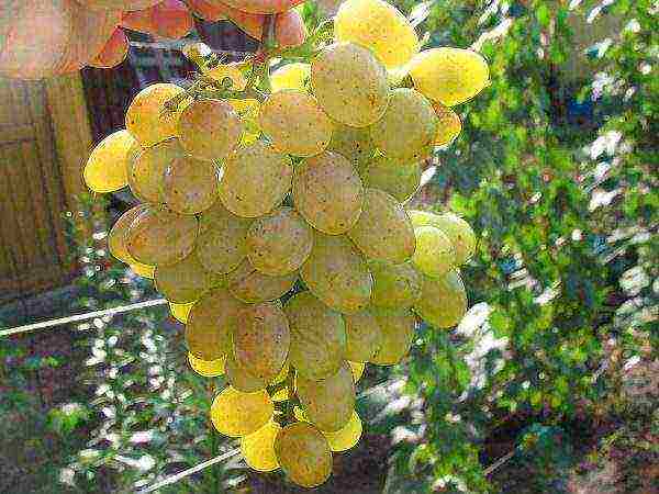 Сорт винограда амурский