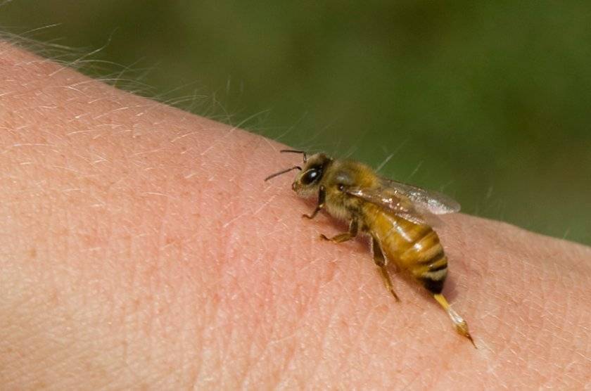 О жале осы: как выглядит, что будет если не вытащить после укуса, как достать