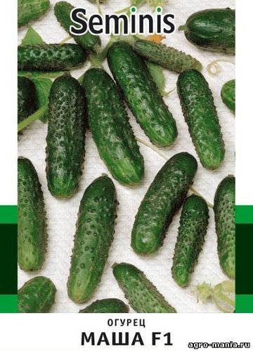Сорта огурцов: описание лучших огурцов для промышленного и домашнего выращивания (105 фото)