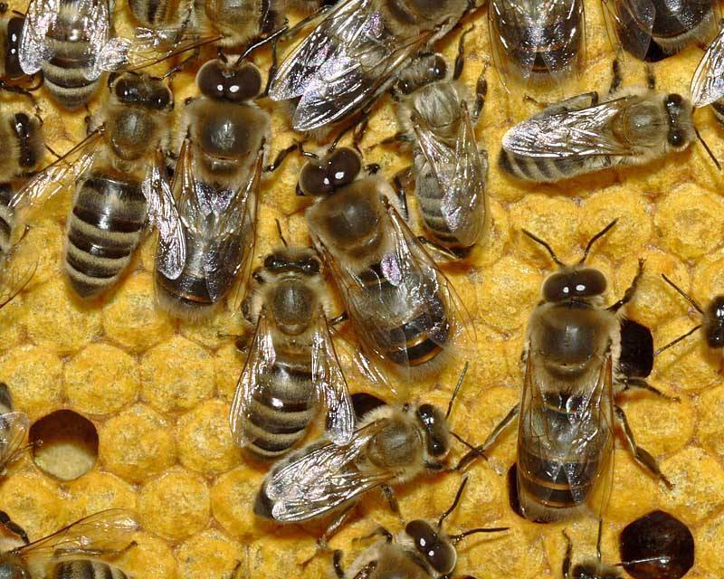 Уход за пчелами с нуля - быть пасеке или не быть