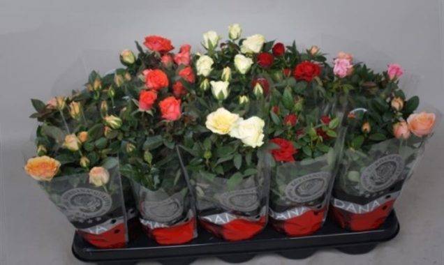 Роза «кордана»: описание и рекомендации по выращиванию