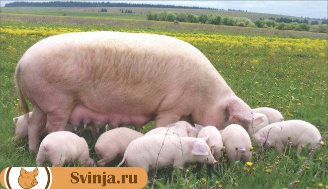 Сколько лет живут свиньи? что влияет на продолжительность жизни? долго ли живут поросята в домашних условиях и в природе?