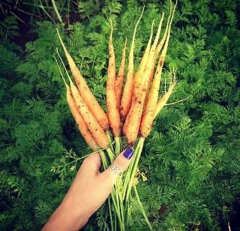 Когда сажать морковь в Сибири, сроки посева, время посадки моркови и лука